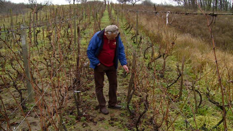 Traditia vinului facut de svabii din Beltiug Imagine