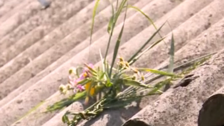 Traditii uitate de Sanziene Imagine