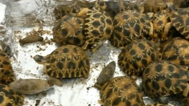 Trafic cu testoase aflate pe cale de disparitie Imagine