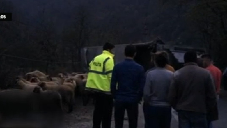 Traficul pe Valea Oltului este blocat. Un tir cu oi s-a rasturnat pe DN7 Imagine
