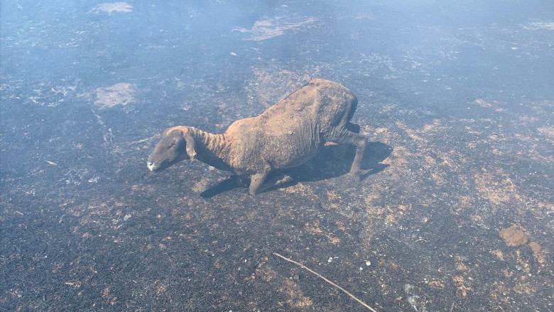 Tragerile cu munitie de razboi efectuate de francezi la Babadag au provocat un incendiu care a distrus o stana din Jurilovca Imagine