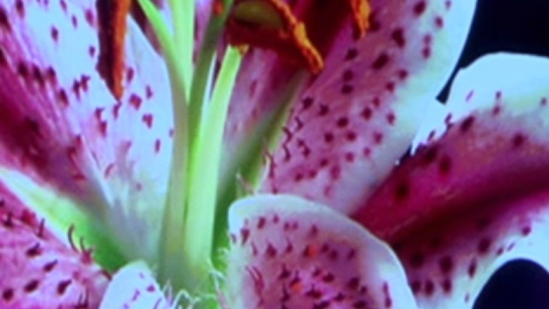 Traian Basescu spune ca i-a trimis lui V. Ponta, de ziua lui, un buchet de crini Imagine