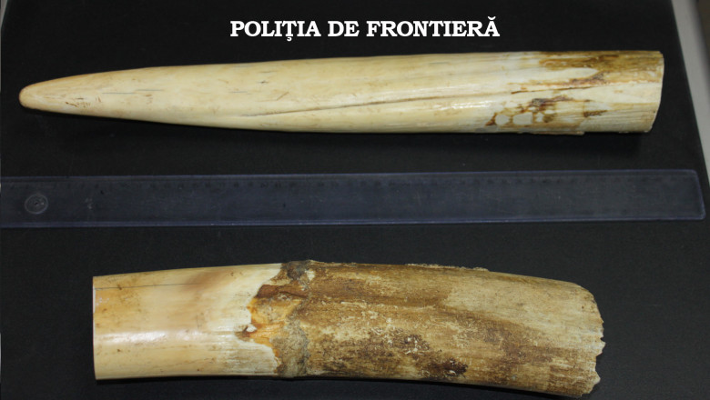 Transport ilegal de colti din fildes de elefant, depistat de politistii de frontiera Imagine