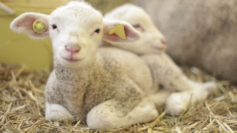 Transporturi ilegale de miei si peste au fost descoperite de inspectorii ANSVSA Imagine