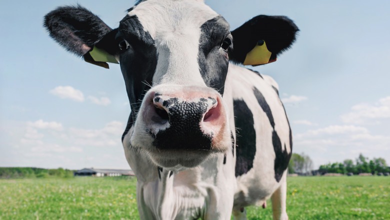 Transporturile de animale vii, furaje, paie si compost dinspre Ungaria spre Romania, interzise. Ce alte masuri a luat ANSVSA Imagine