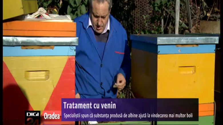 Tratament cu venin. Specialistii spun ca substanta produsa de albine ajuta la vindecarea mai multor boli Imagine