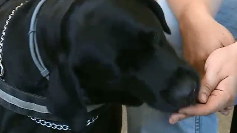 Tratament neconventional pentru persoanele cu probleme psihice: terapie asistata de caini Imagine