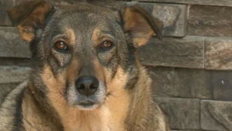 Tratament revolutionar cu celule stem in Romania: un caine a fost vindecat de artroza si poate merge din nou Imagine