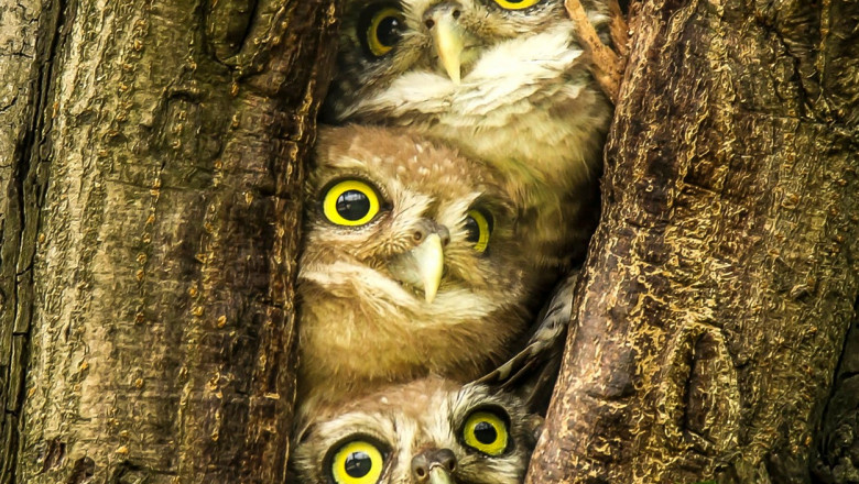 Trei bufnite timide, dar curioase, stau la panda in scorbura unui copac Imagine