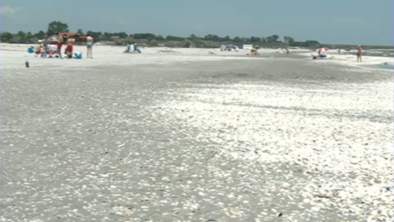 Trei delfini morti, gasiti la malul marii. Ecologistii dau vina pe braconieri Imagine