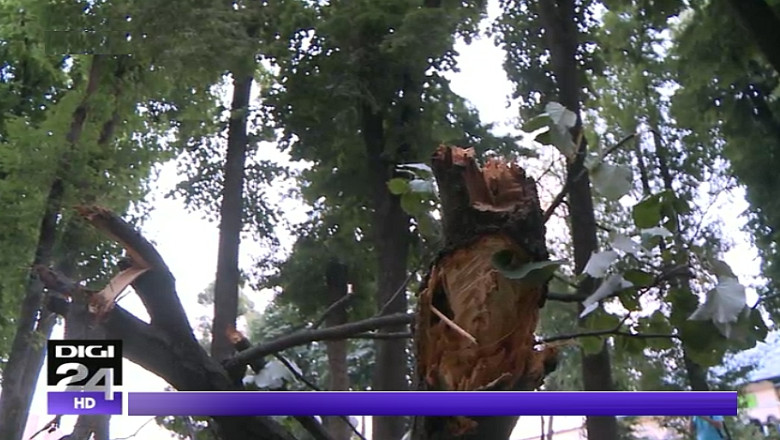 Trei fetite, ranite de o creanga rupta intr-un parc din Pucioasa. Una dintre fete are un picior fracturat Imagine