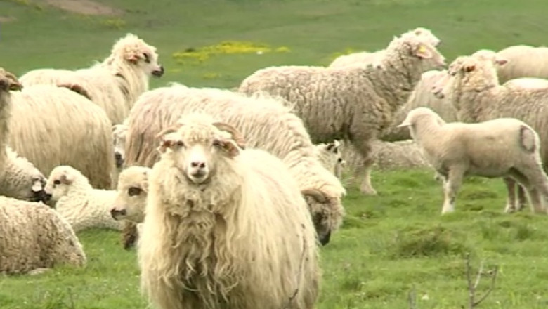 Trei frati pastoresc o afacere de milioane. Au o ferma cu peste 1.500 de oi si sute de vaci Imagine