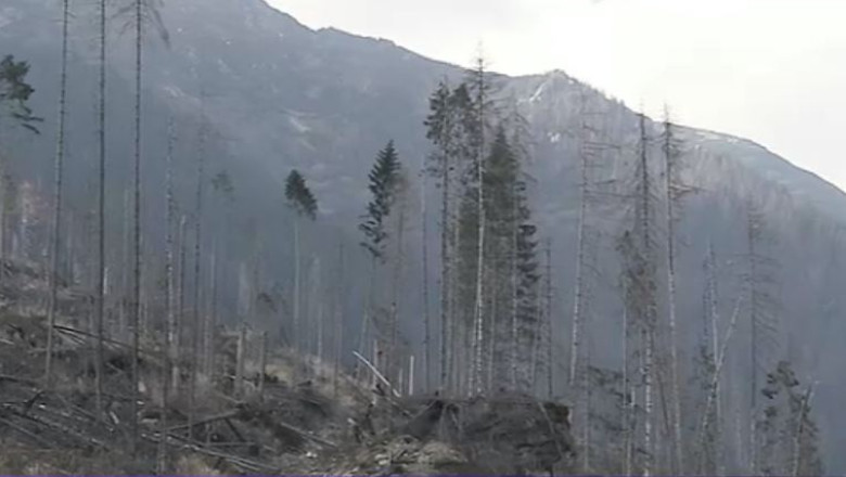 Trei hectare de padure dispar in fiecare ora. Cele mai furate judete: Arges, Harghita, Mures si Prahova Imagine