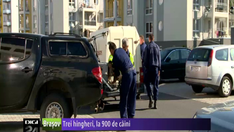 Trei hingheri, la 900 de caini Imagine