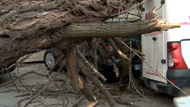 Trei masini au fost distruse de un copac doborat de vant Imagine