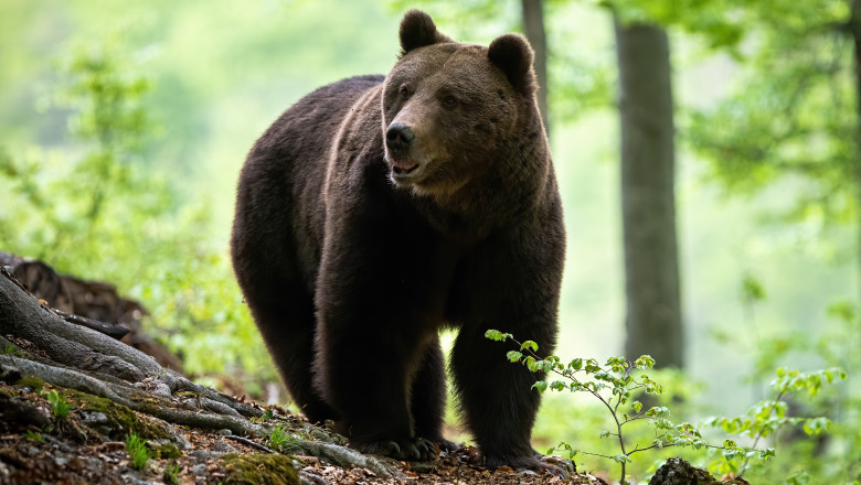 Trei mesaje RO-Alert emise de autoritatile din Prahova, dupa aparitia unor ursi in Sinaia si Cornu Imagine