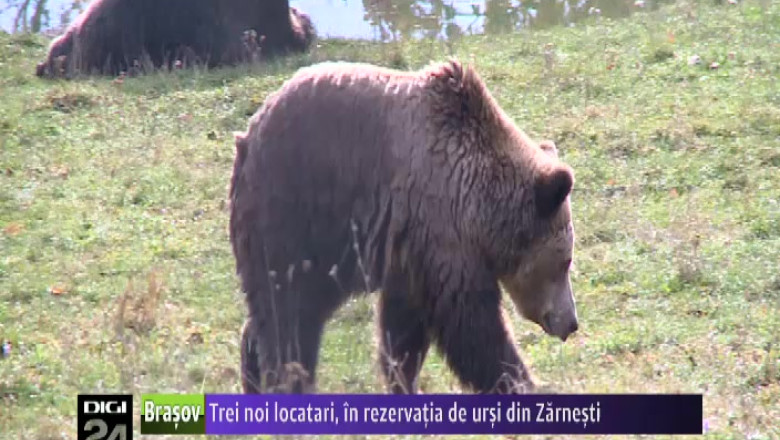Trei noi locatari, in rezervatia de ursi de la Zarnesti Imagine