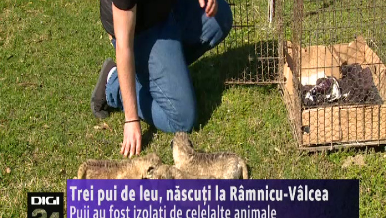 Trei pui de leu, nascuti la Gradina Zoologica din Ramnicu-Valcea Imagine