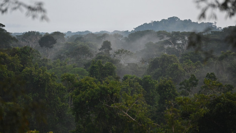 Trei state care detin cele mai vaste paduri tropicale cer bogatilor lumii sa contribuie la salvarea junglei Imagine