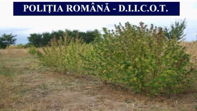 Trei tineri au fost retinuti pentru trafic de droguri. Cultivau canabis intr-un lan cu porumb Imagine
