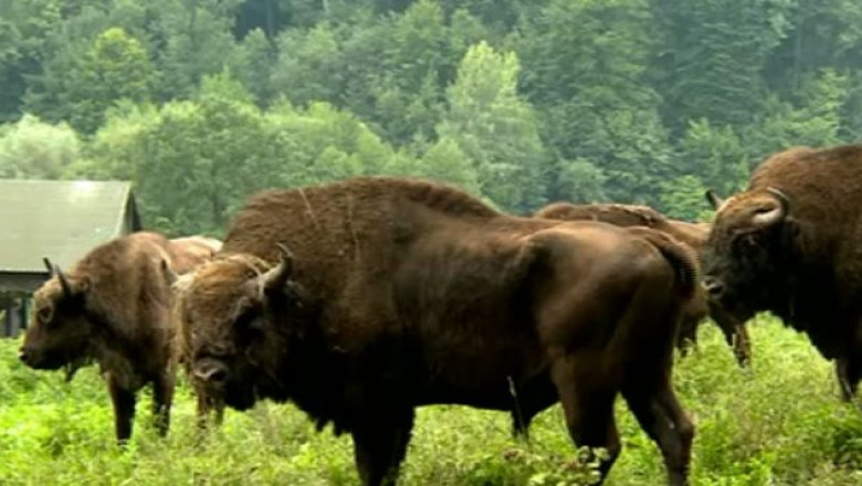 Trei zimbri din Rezervatia Hateg-Slivut au murit de boala limbii albastre Imagine