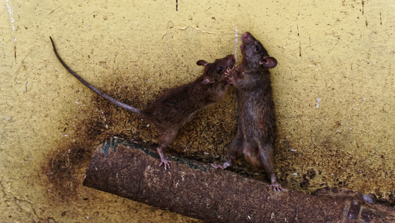 Trupele speciale cecene au fost lovite de „febra soarecilor”. „Ne luptam cu ei pentru conservele de lapte condensat” Imagine