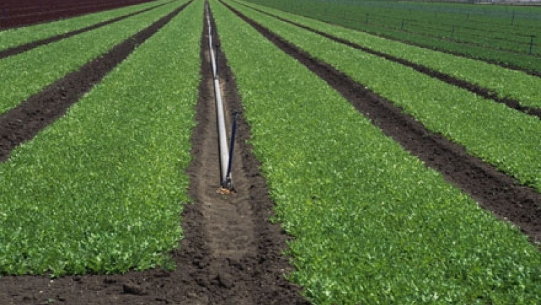 Tulcea, primul loc la culturile bio. Peste 35.000 de hectare sunt cultivare ecologic Imagine