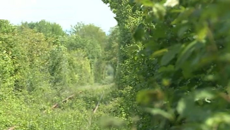 „Tunelul dragostei” din Caras Severin, asemanator unuia dintre cele mai romantice locuri din lume, prea putin promovat Imagine