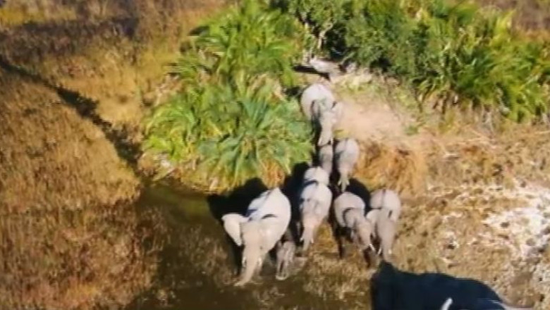 Turismul de safari, noua atractie pentru romani Imagine