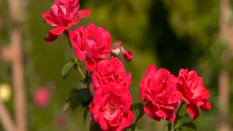 TURIST ACASA. Cea mai veche gradina botanica este la Iasi Imagine