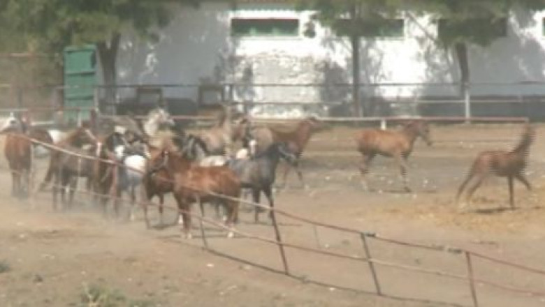 TURIST ACASA. Herghelia din Mangalia, paradisul cailor de rasa Imagine