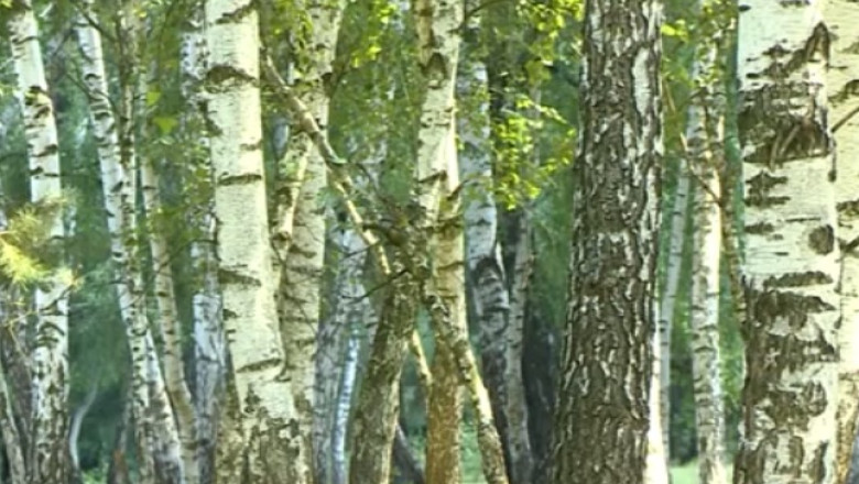 TURIST ACASA. Mesteceni pitici si pini exotici pot fi vazuti in lunca Raului Negru Imagine