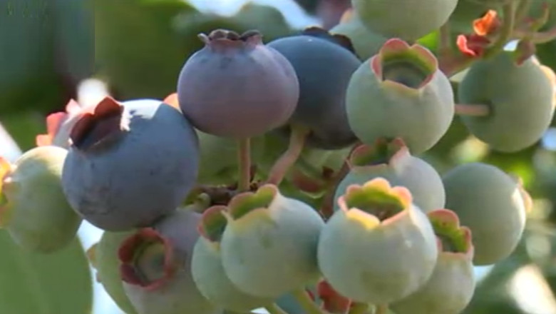 Turist in Polonia. Cea mai mare ferma de afini din Europa Imagine