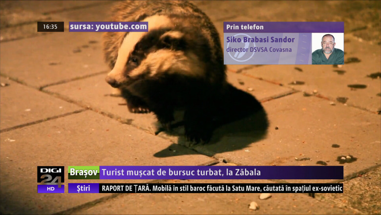 Turist muscat de bursuc turbat, la Zabala Imagine