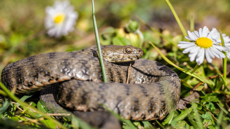Turist muscat de vipera in Muntii Calimani. A fost recuperat de salvamontistii din Mures si preluat de un echipaj SMURD Imagine