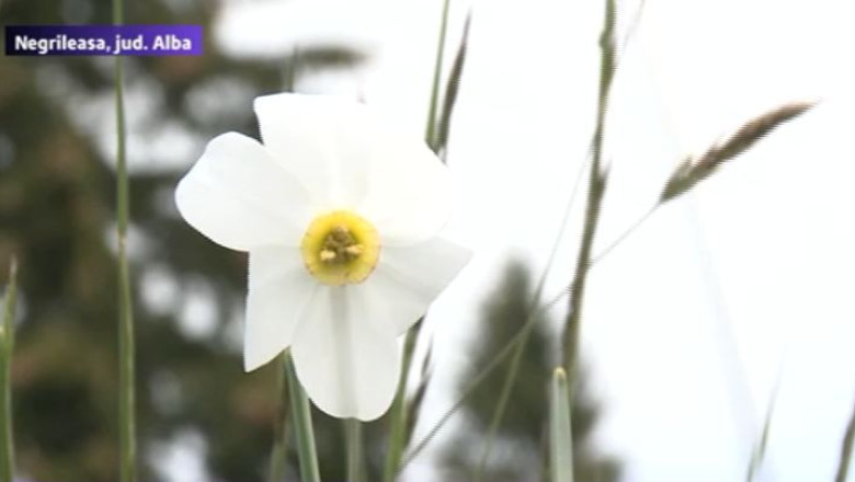 Turistii au plecat dintr-o arie protejata cu brate de narcise salbatice Imagine
