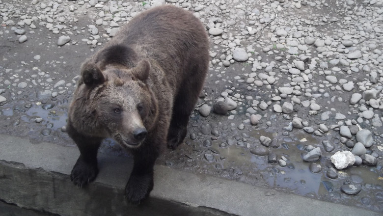Turistul al carui cadavru a fost gasit in timp ce era carat de un urs nu a fost ucis de animal Imagine