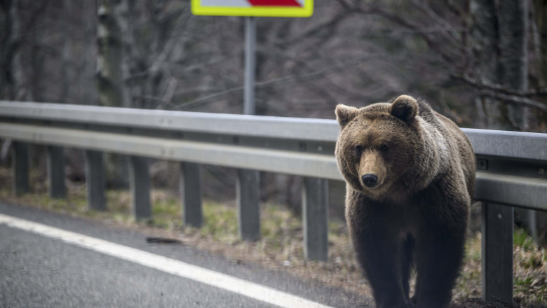 Turistul bulgar muscat de un urs pe Transfagarasan a fost amendat de jandarmi pentru ca a hranit animalul