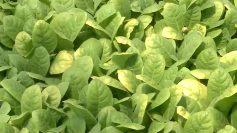 Tutunul, mai rentabil decat graul. Tot mai multi fermieri se reorienteaza din cauza preturilor mai bune si subventiilor mari Imagine