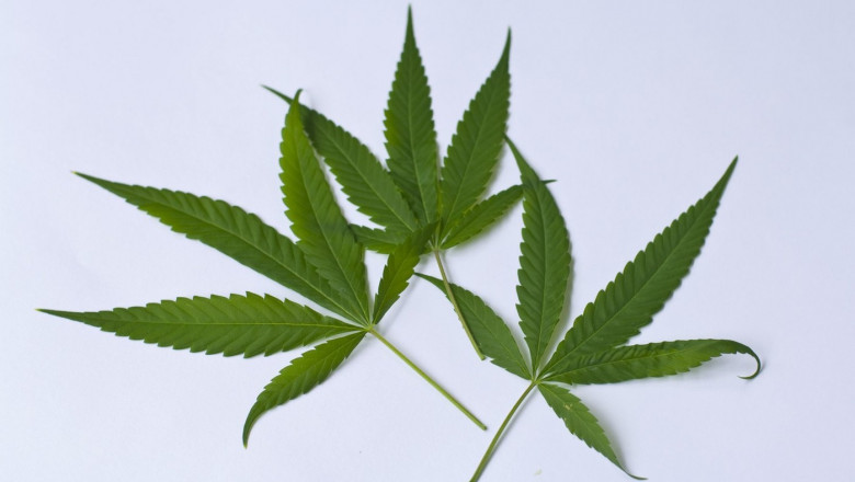 Ucraina a legalizat consumul de canabis in scop medical Imagine