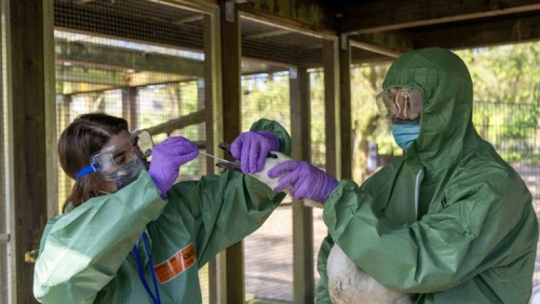 UE cumpara peste 40 milioane de vaccinuri contra gripei aviare pentru 15 tari Imagine