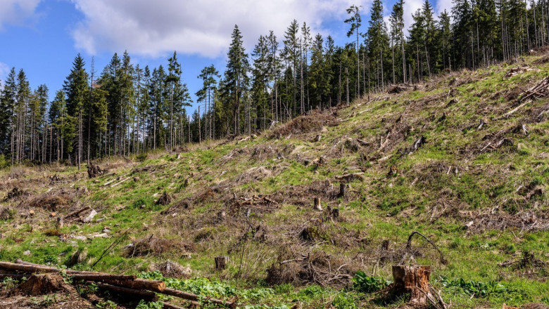 UE pedepseste mai dur daunele „comparabile cu ecocidul”. Directiva privind criminalitatea de mediu a fost modificata Imagine