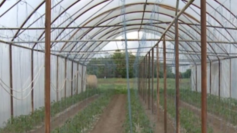 UE vrea sa interzica sadirea de seminte din gospodariile fermierilor Imagine