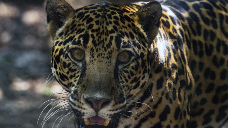 Ultimele gradini zoologice din Costa Rica au fost inchise, iar animalele duse in centre de salvare Imagine
