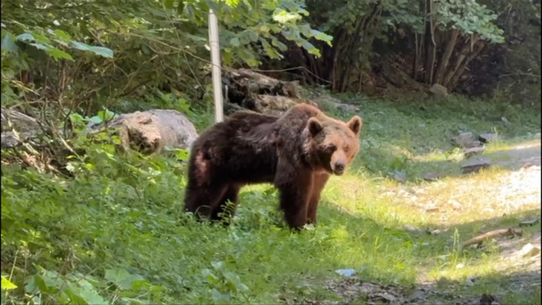 Ultimele momente din viata motociclistului ucis de urs pe Transfagarasan. Animalul a fost impuscat Imagine