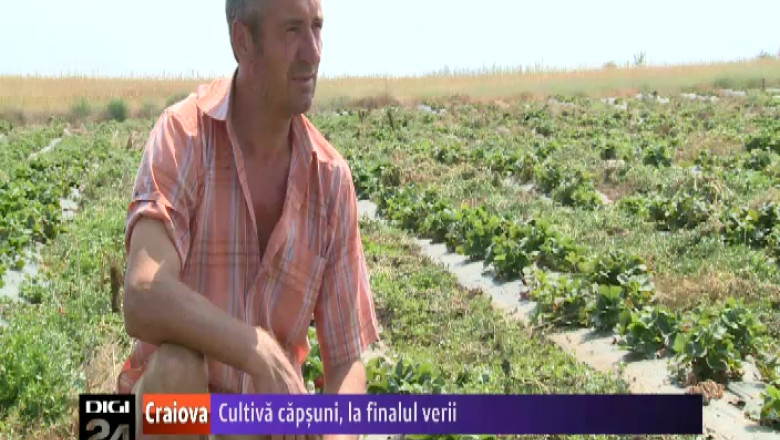 Un agricultor din Dolj cultiva capsuni la finalul verii. A luat exemplul de la italieni   Imagine