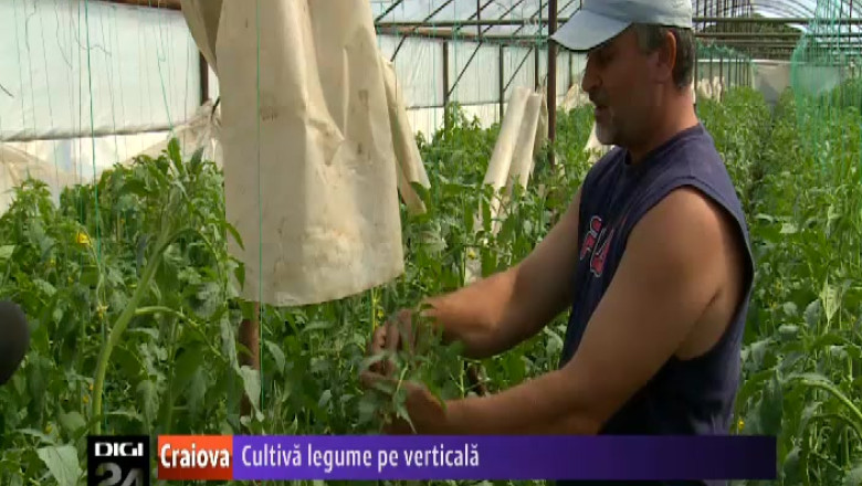 Un agricultor din Dolj cultiva legume pe verticala Imagine