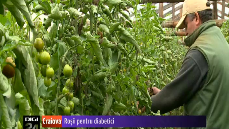 Un agricultor doljean cultiva rosii pentru diabetici Imagine