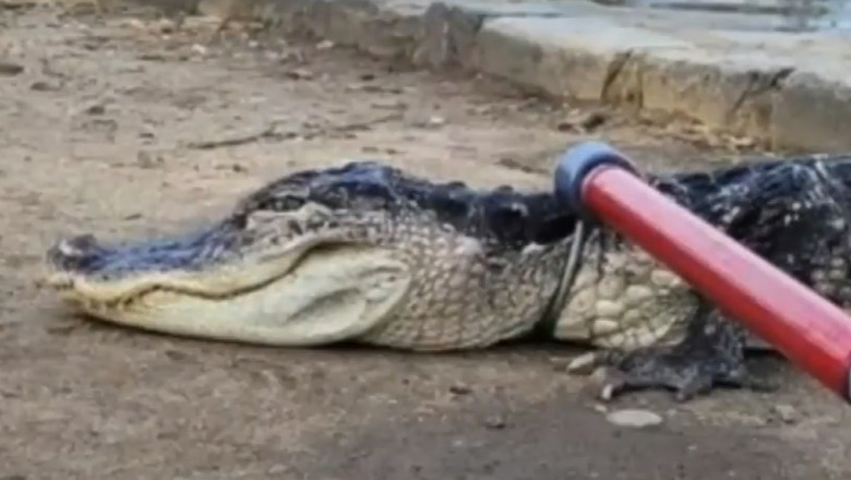 Un aligator a fost gasit in lacul unui parc din New York. Animalul era letargic din cauza temperaturilor scazute Imagine