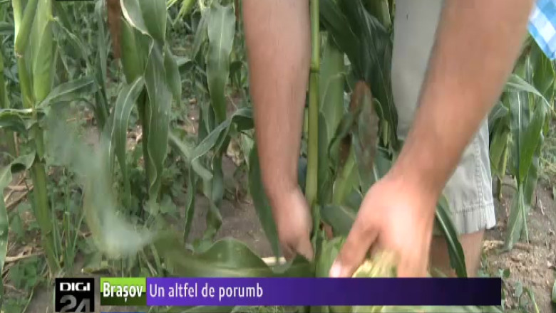 Un altfel de porumb. Porumbul zaharat aduce profit cultivatorilor Imagine